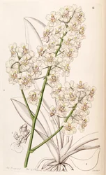 Trichocentrum stramineum (als Syn. Oncidium stramineum)